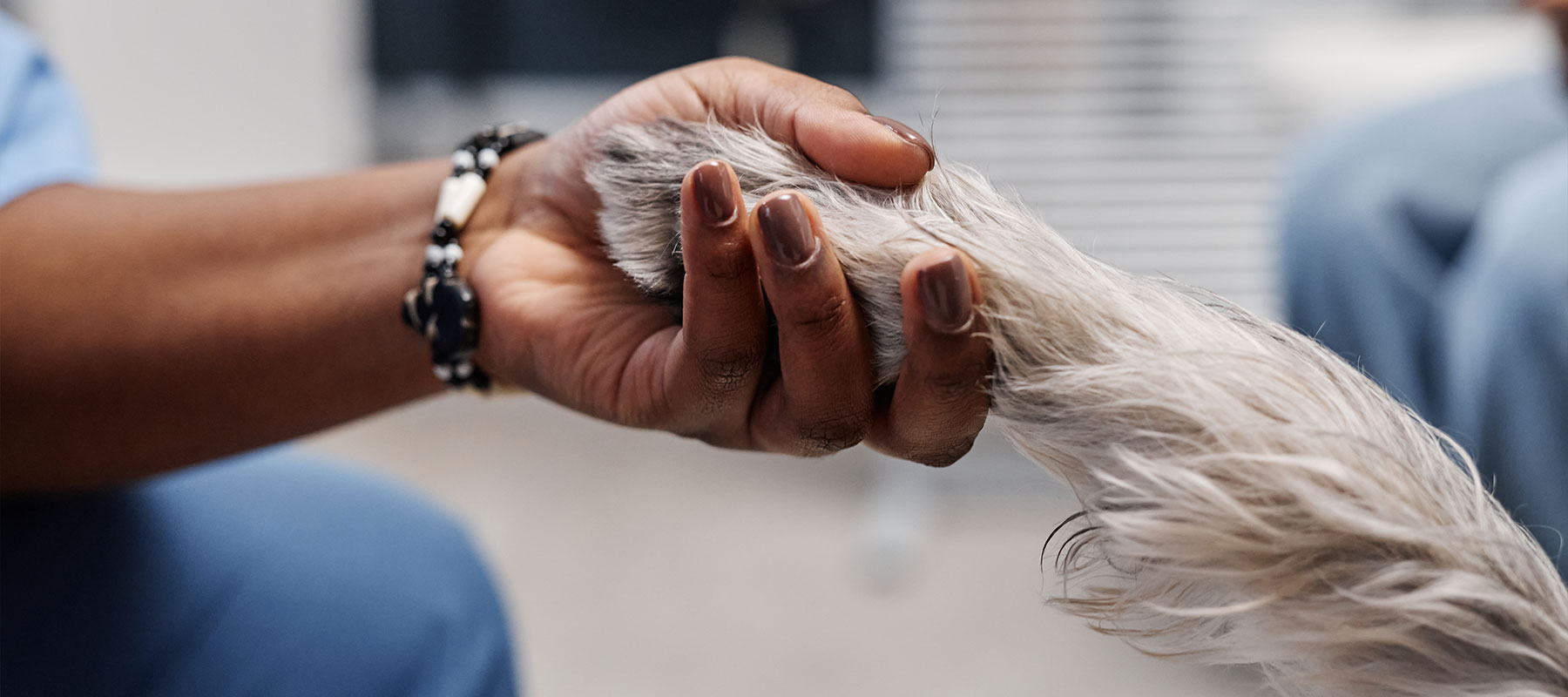 Human Hand and Dog Paw