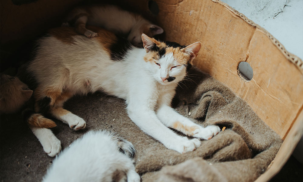 Cat and Kittens in a Box