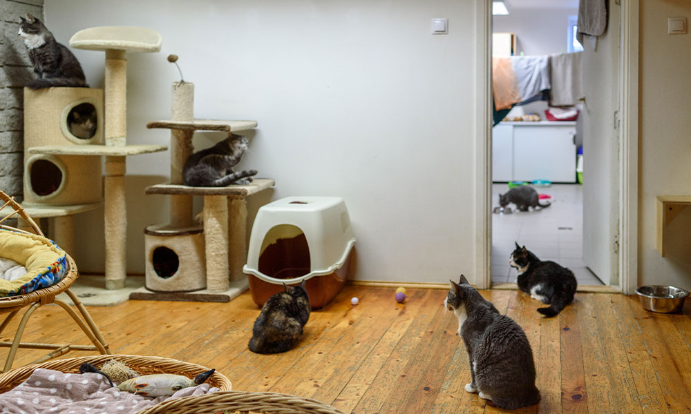 Cats in an Animal Shelter