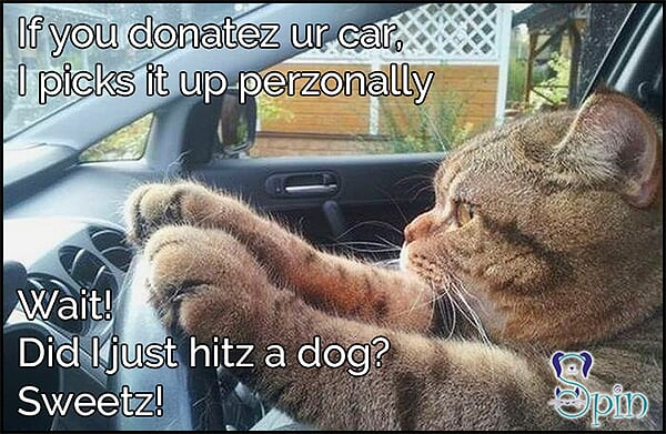 Car Donation to Charity Stray Pets in Need