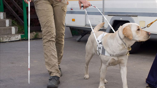 Blind Man with Service Dog