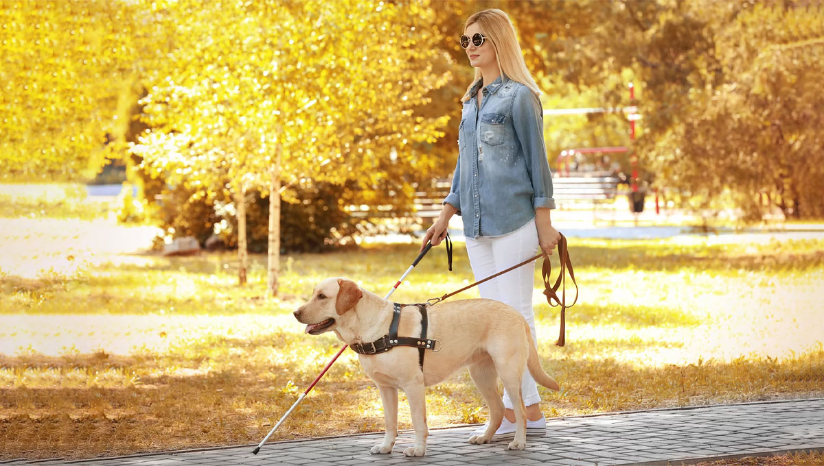 Blind Woman with Guide Dog Walking