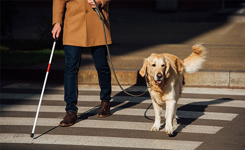 Blind Person Crossing the Street with Service Dog