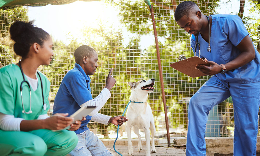 Vets with a Dog